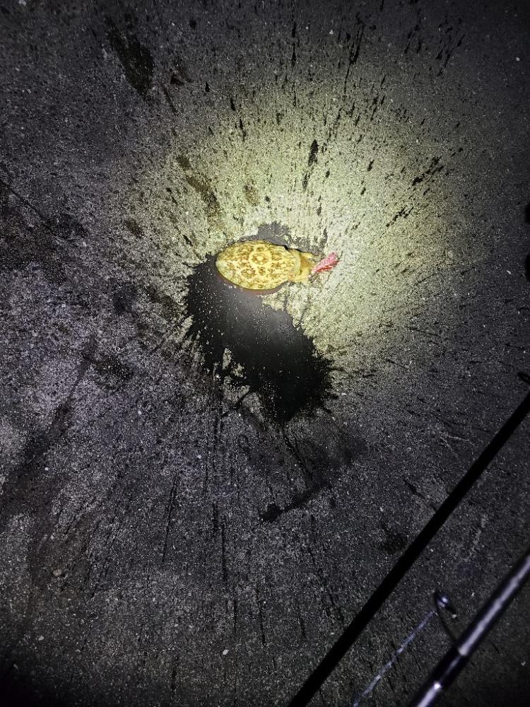 リールの入魂！久しぶりのエギング！