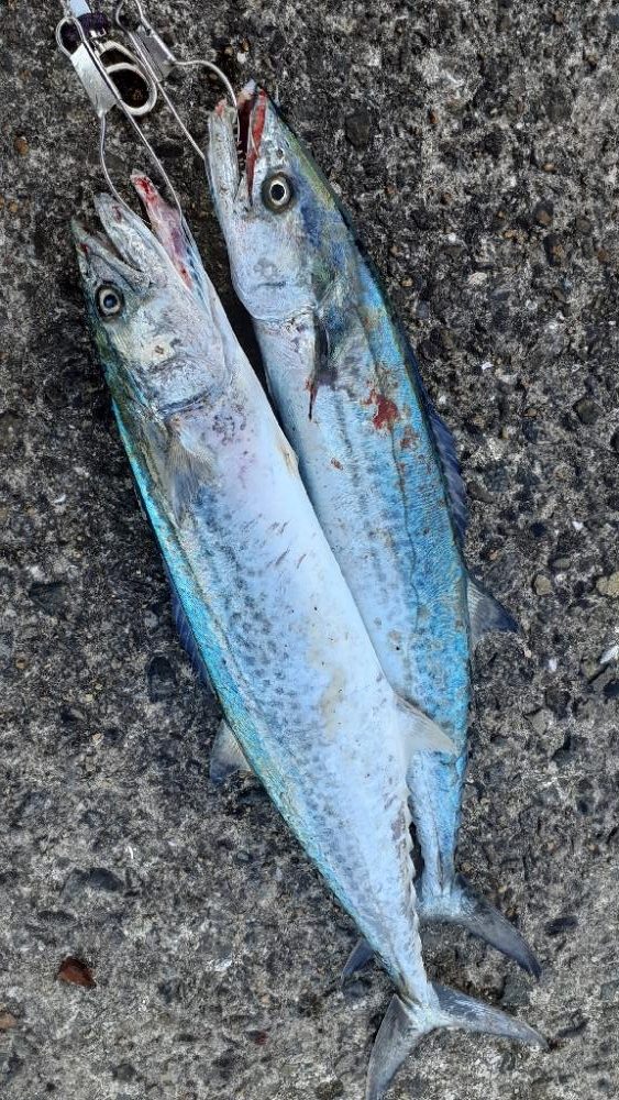 牙族がよくなっています