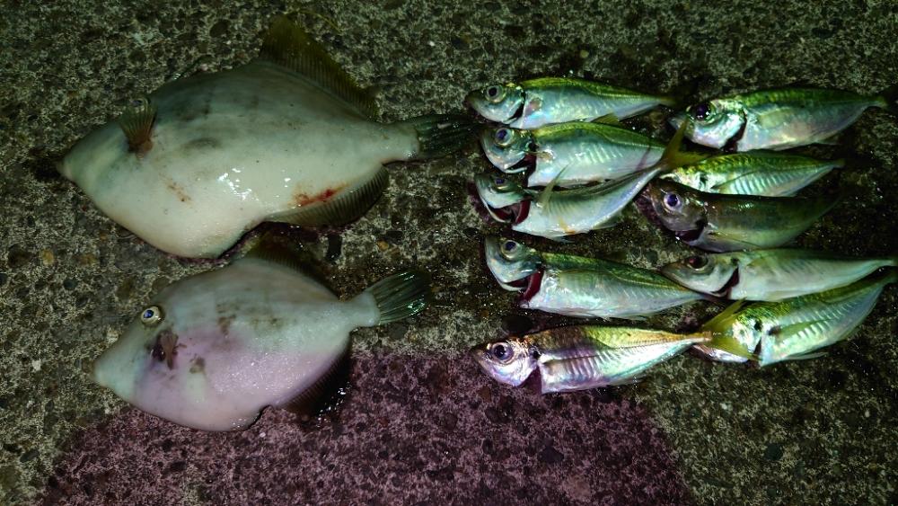 落とし込み　アジング