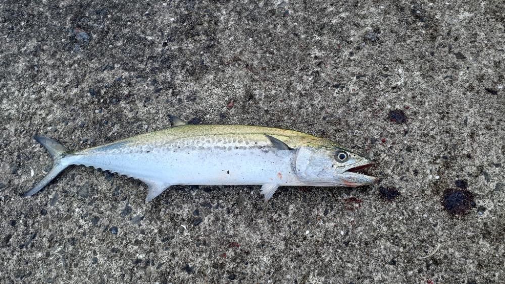 ハマチ~メジロ、サゴシもちらほら