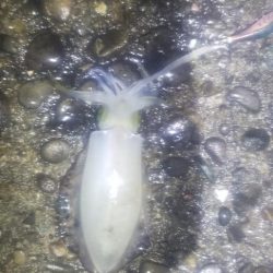 雨が降るまでエギング