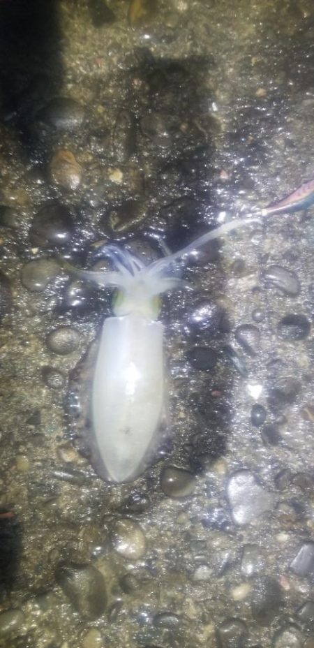 雨が降るまでエギング