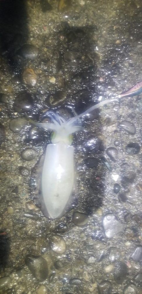 雨が降るまでエギング