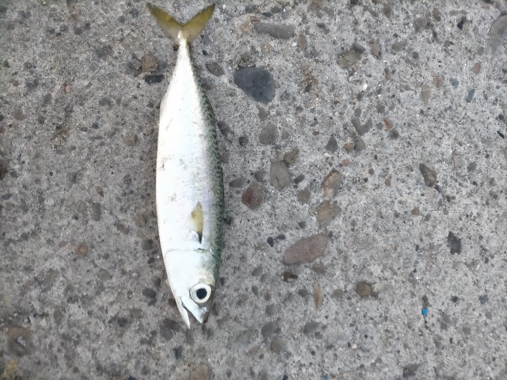 無限のサバゲー