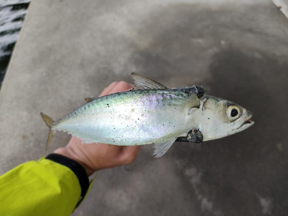雨上がり朝マズメ釣行