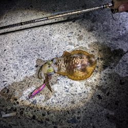 1年ぶりのホーム漁港で20杯超え(・x・*…