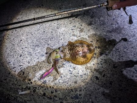 1年ぶりのホーム漁港で20杯超え(・x・*…