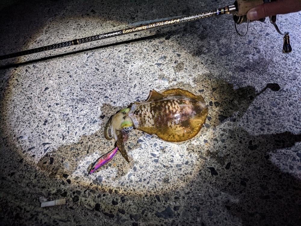 1年ぶりのホーム漁港で20杯超え(・x・*)♪