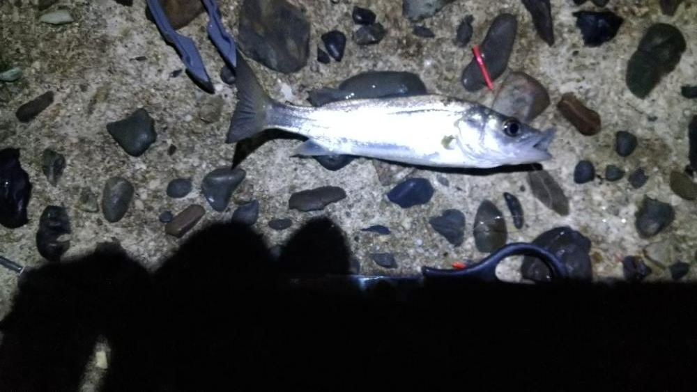 久々のキス釣り