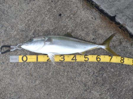 爆風の中でのショアジギング