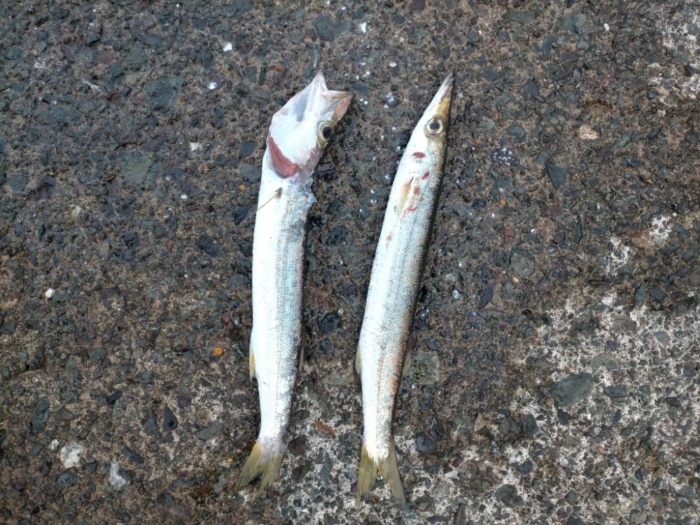 サバフグとカマス