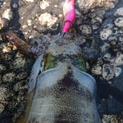 対馬エギング釣果