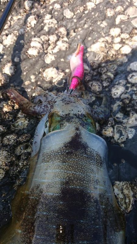 対馬エギング釣果