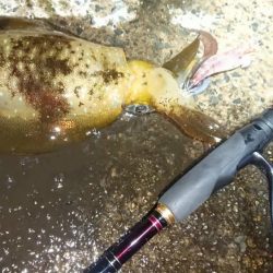 対馬エギング釣果