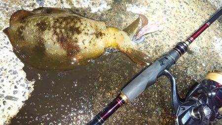 対馬エギング釣果