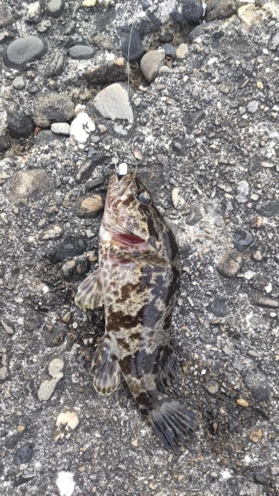 アジ探し@小島周辺