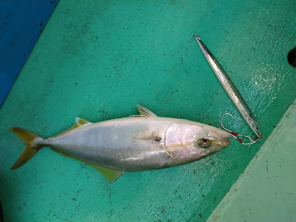 明石の青物ジギング