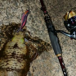 対馬エギング釣果