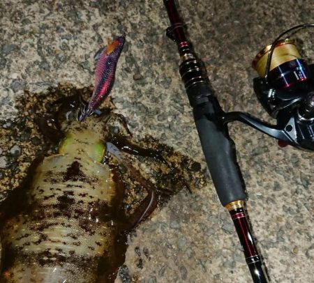 対馬エギング釣果