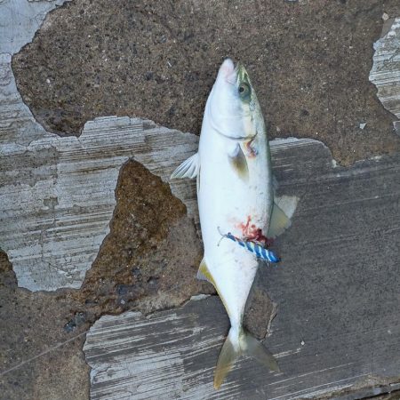 秋の朝練、サバだらけ