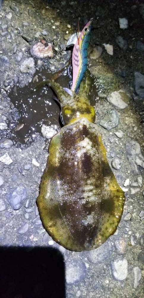 タチウオ・イカ 効率よく満足の釣り