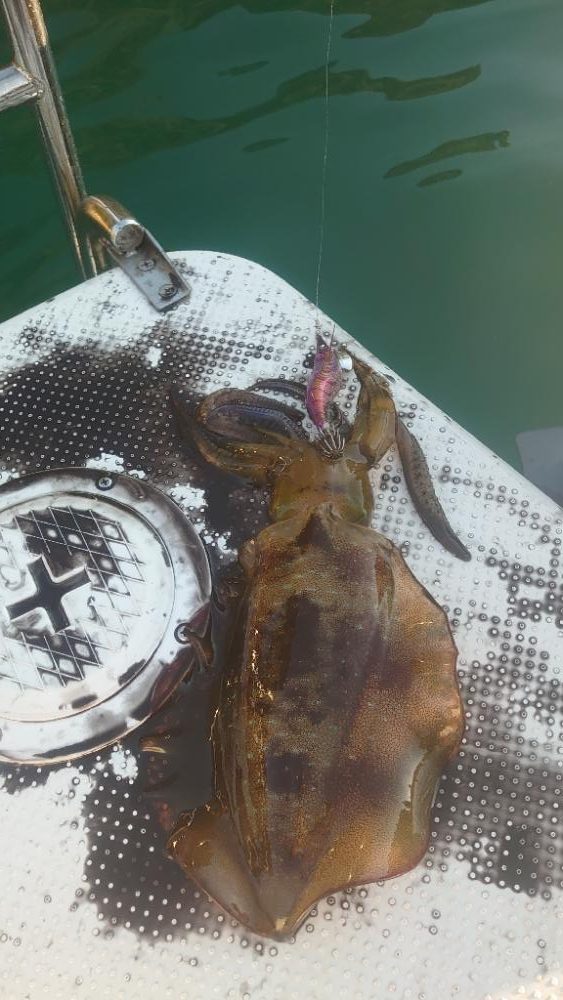 ボートエギング