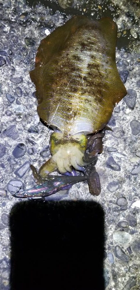 戸坂～塩津～下津～初島