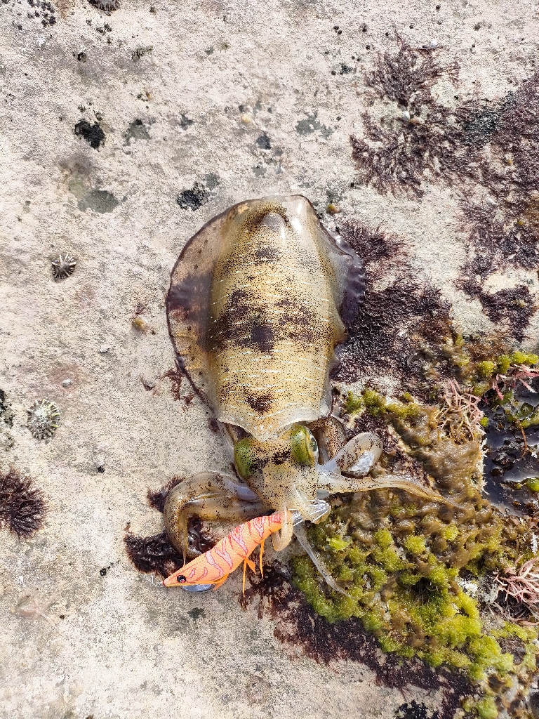 浜田地磯釣行最終日