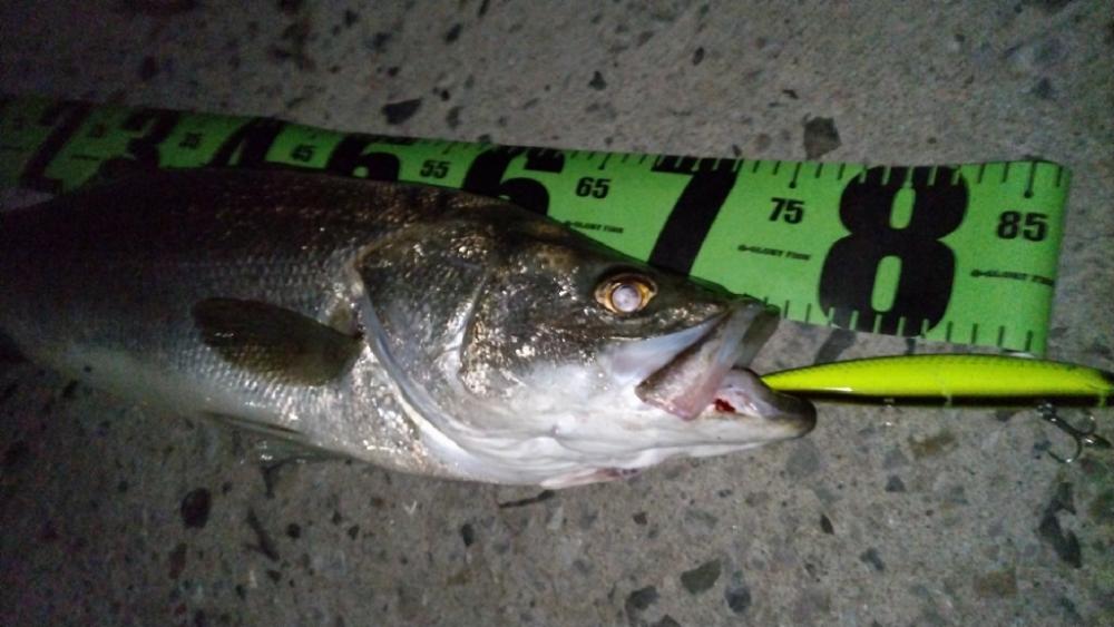 ランカーに1cm足りず…