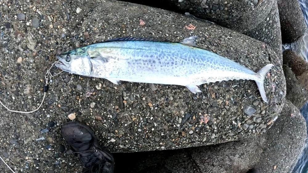 初ショアでΣ(´□｀;)