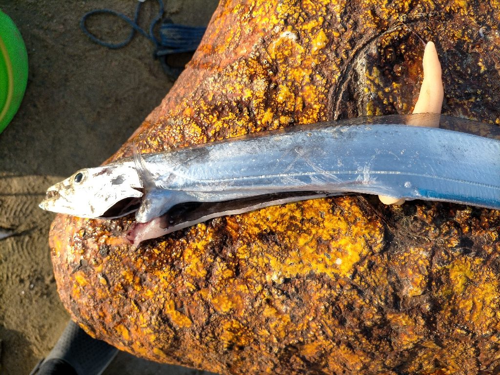 爆釣Day.でした!!