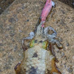 対馬エギング釣果