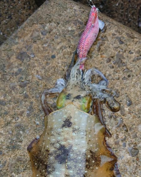 対馬エギング釣果