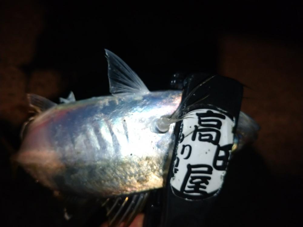 淡路で尺チャレンジ