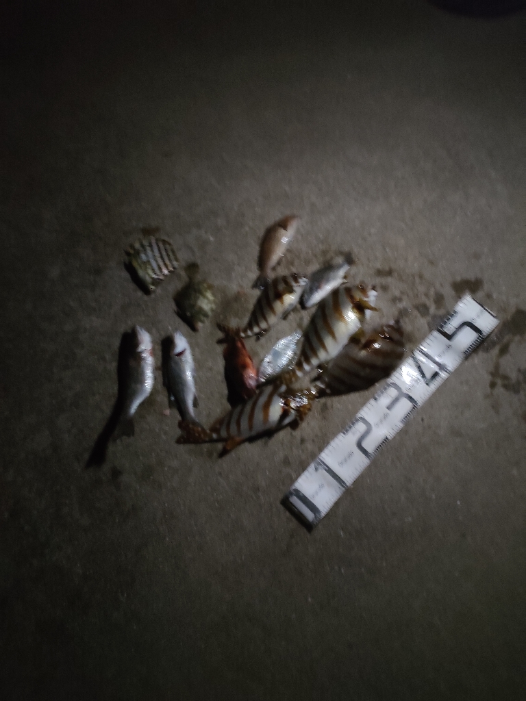 10/6釣果 タカノハダイ連発