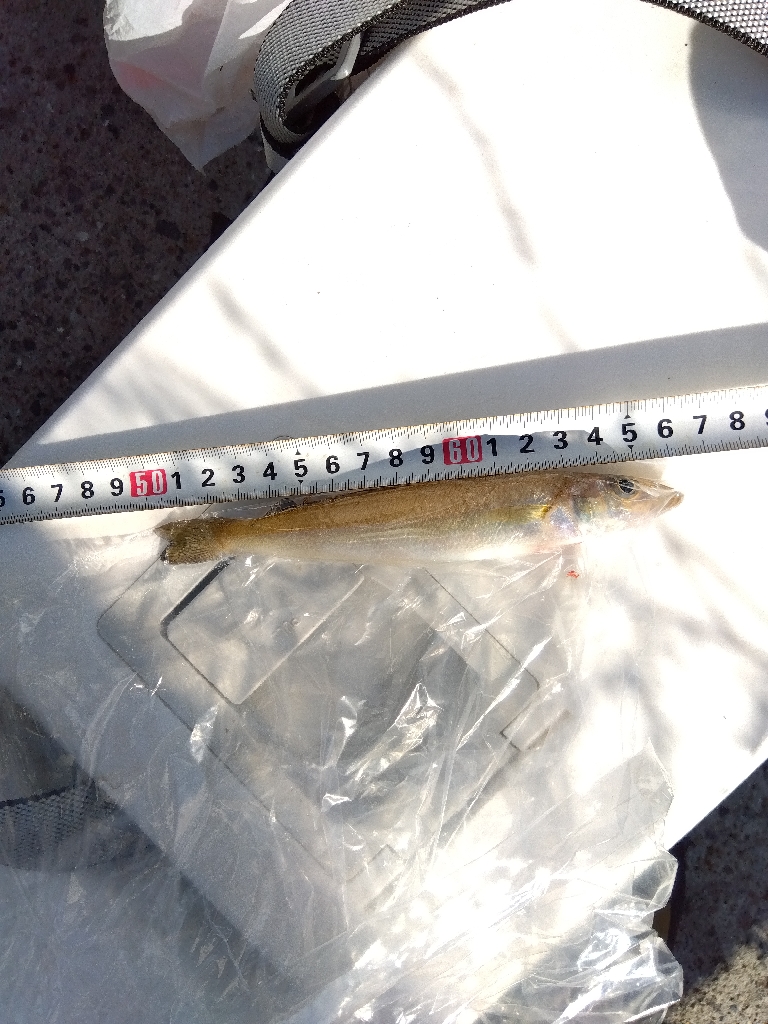 苅屋海岸の投げ釣り