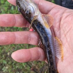 旧中川 ハゼ 114匹