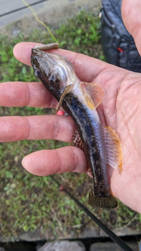 旧中川 ハゼ 114匹