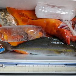 カンパチ･ロックフィッシュ