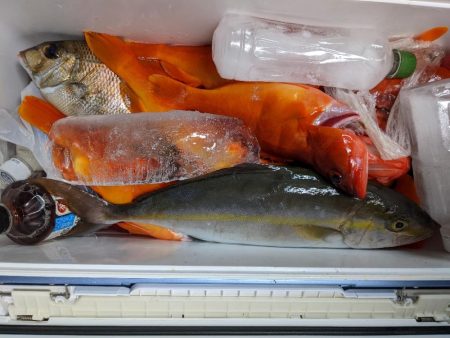 カンパチ･ロックフィッシュ