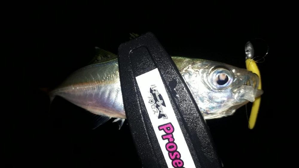 豆アジの成長を確認