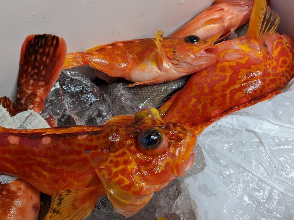 マハタ･キントキ狙い