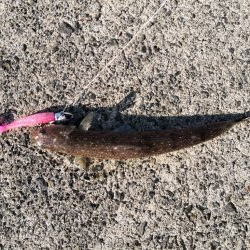 ショアジギング メジロ