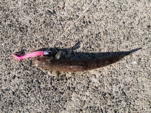 ショアジギング メジロ