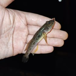 都心で落ちハゼ釣り