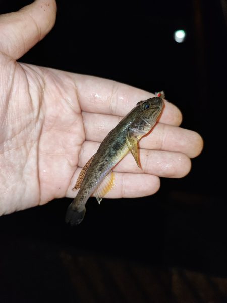 都心で落ちハゼ釣り