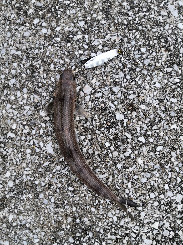 ショアジギングでハマチ