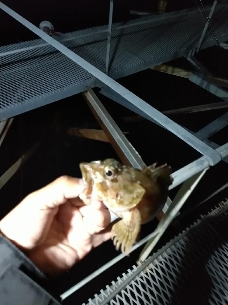 タチウオとアジ狙いで☆