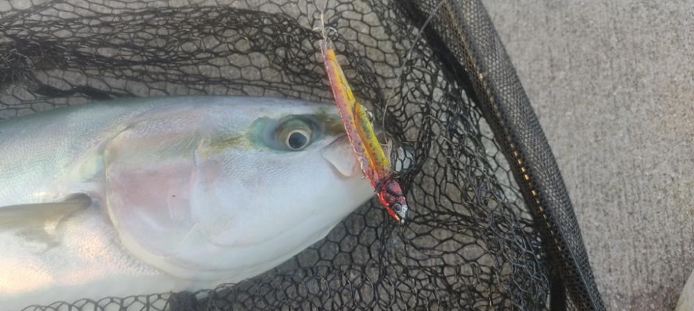 アジングto青物