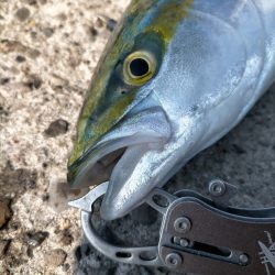 久々のハマチ!!